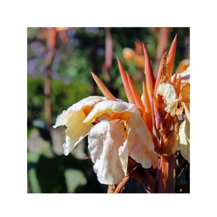 Blumenrohr Mme Angèle Martin - Canna (Blüte)