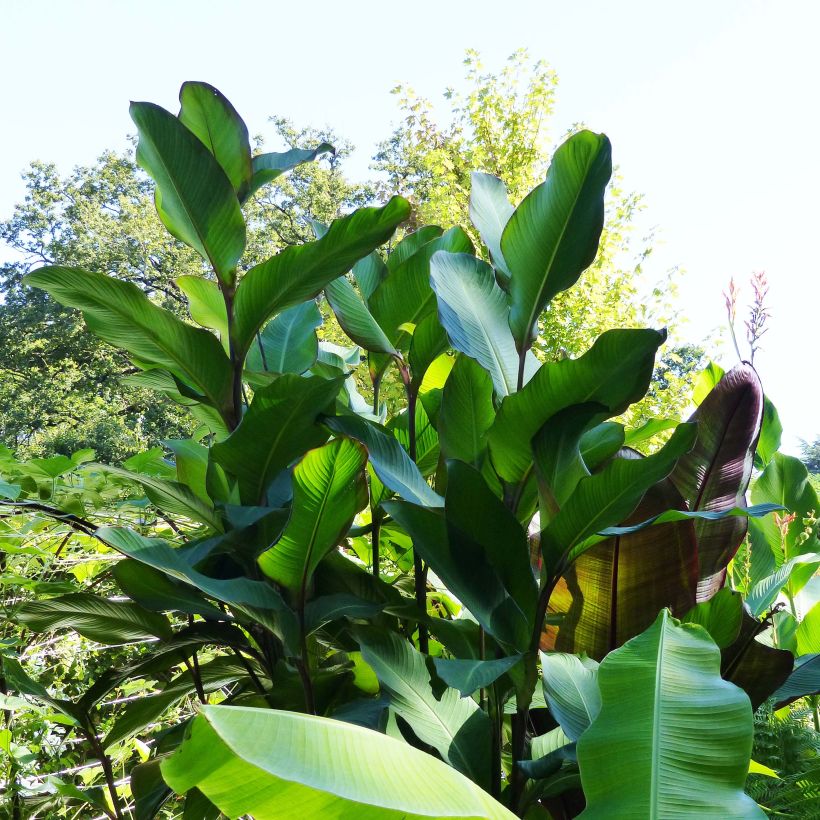 Blumenrohr Musaefolia - Canna (Hafen)