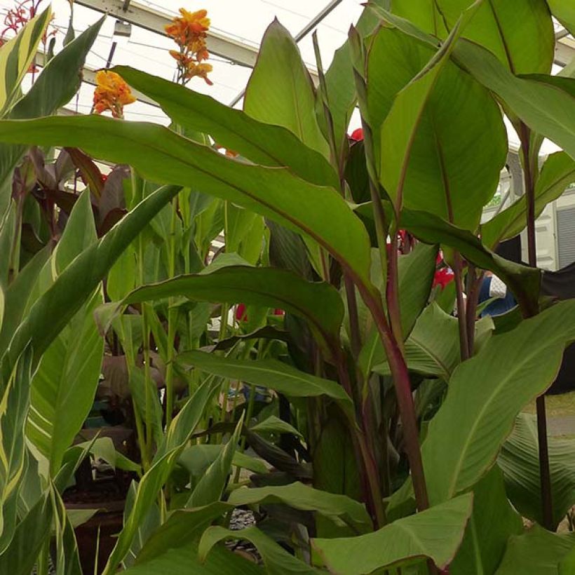 Blumenrohr Musaefolia - Canna (Laub)