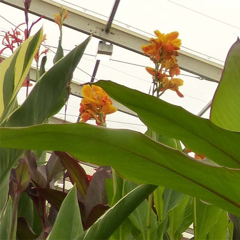 Blumenrohr Musaefolia - Canna (Blüte)