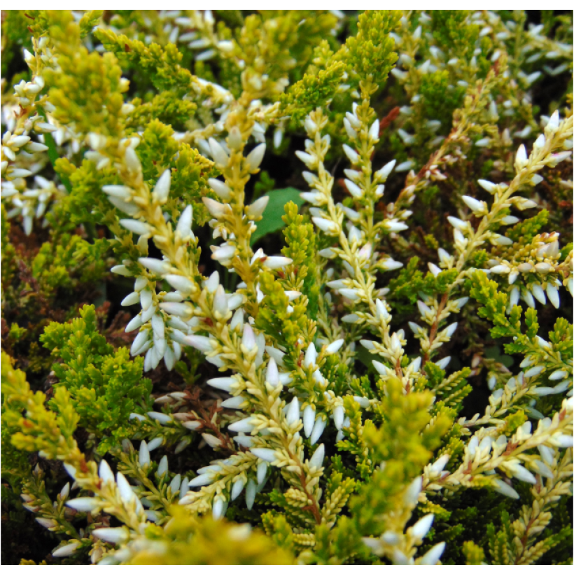 Besenheide Sandy - Calluna vulgaris (Laub)