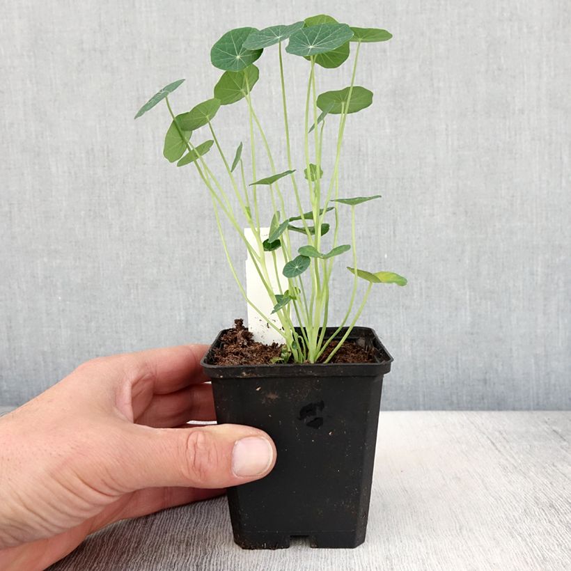 Exemplar von Capucine Baby Rose - Tropaeolum minus - Pot de 10 cm/11cm wie im Frühjahr geliefert