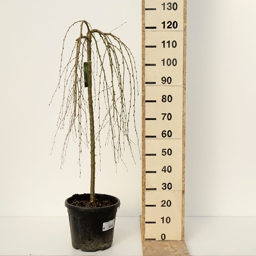 Exemplar von Caragana arborescens Walker - Erbsenstrauch Topf mit 7,5L/10LGelieferte Höhe ca. 220/+cm wie im Winter geliefert