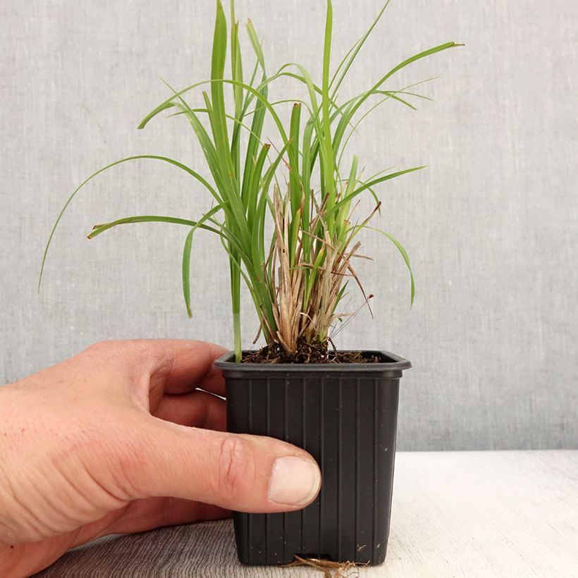 Exemplar von Carex acuta - Schlanke Segge Kleine Töpfe von 8/9 cm wie im Frühjahr geliefert