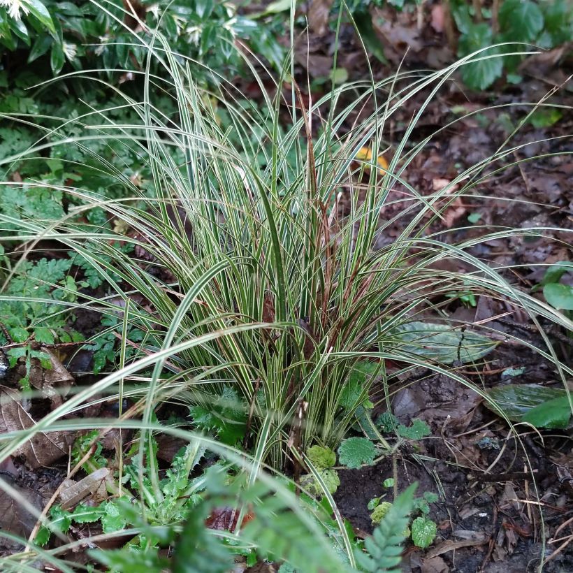 Carex brunnea Variegata - Segge (Laub)