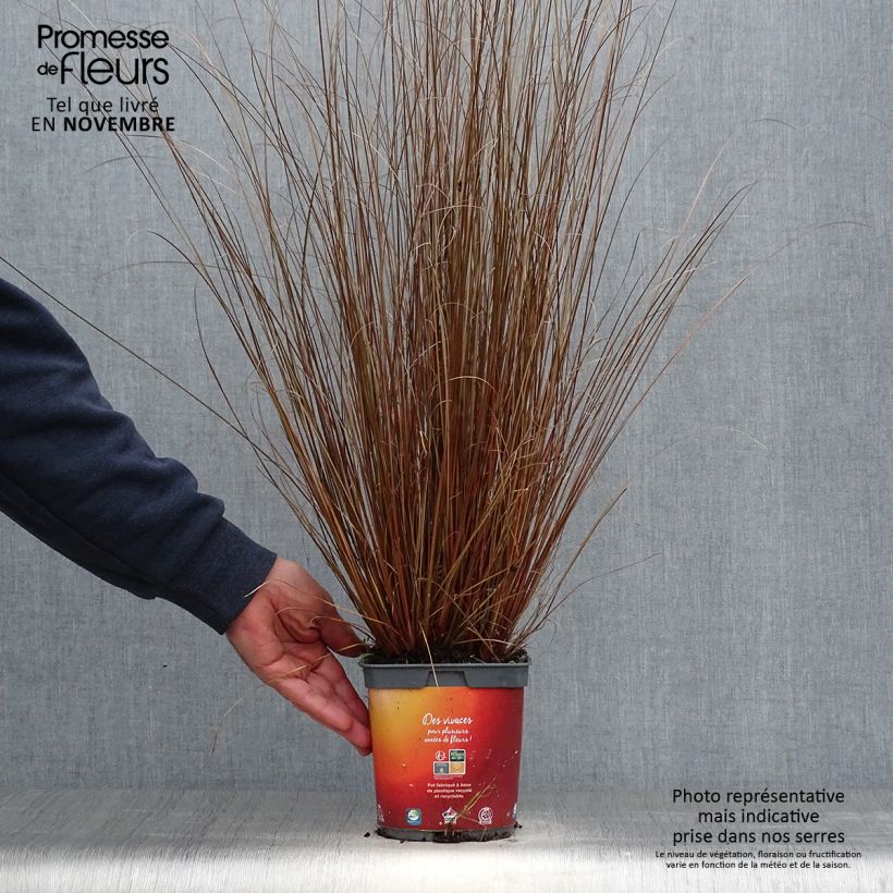 Exemplar von Carex buchananii en pot de 2L/3L wie im Herbst geliefert