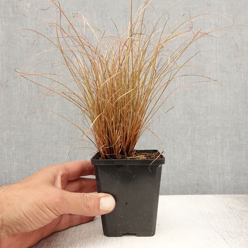 Exemplar von Carex comans Bronco - Laîche de Nouvelle-Zélande  Godet de 8/9 cm wie im Sommer geliefert