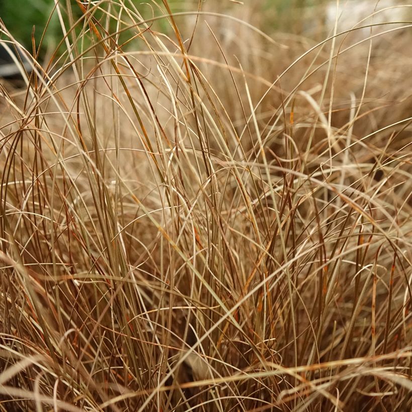 Carex comans Bronze Form - Neuseeländische Segge (Laub)