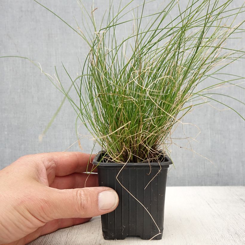 Exemplar von Carex davalliana - Davalls-Seege Kleine Töpfe von 8/9 cm wie im Frühjahr geliefert