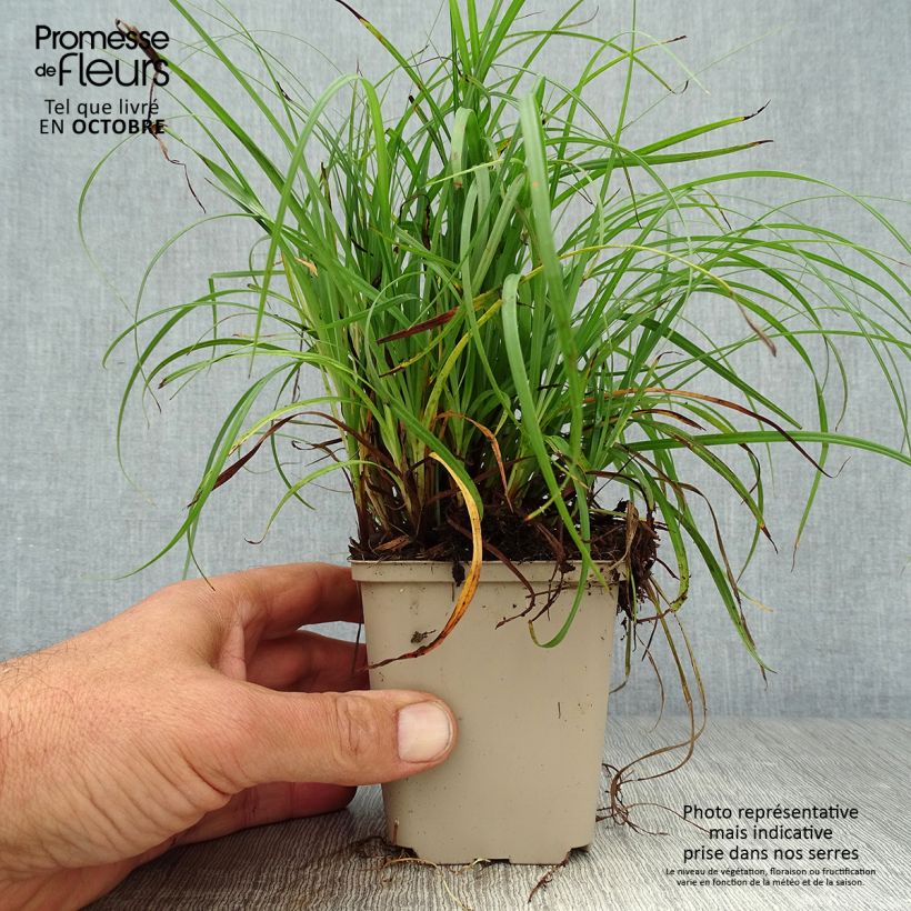 Exemplar von Carex flacca Godet de 9cm wie im Herbst geliefert