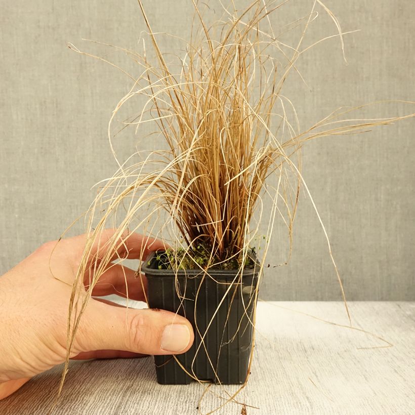 Exemplar von Carex flagellifera en godet de 9cm wie im Herbst geliefert