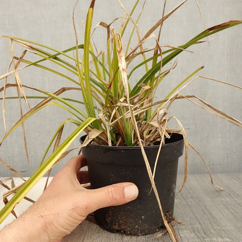 Exemplar von Carex grayi - Laîche massue en pot de 2L/3L wie im Frühjahr geliefert