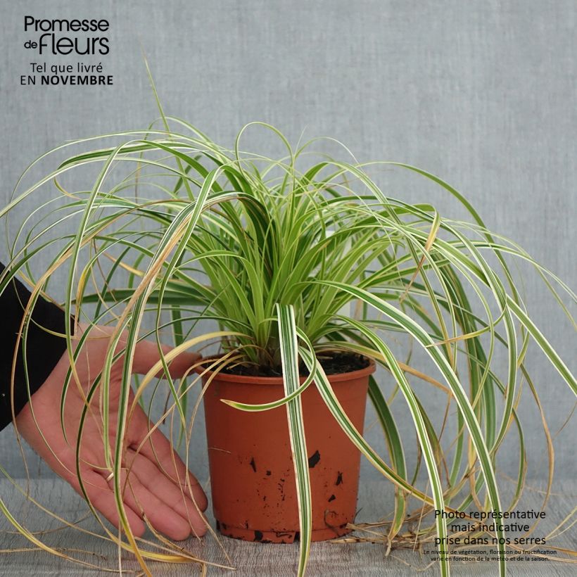 Exemplar von Carex hybride Feather Falls en pot de 1L/1.5L wie im Herbst geliefert