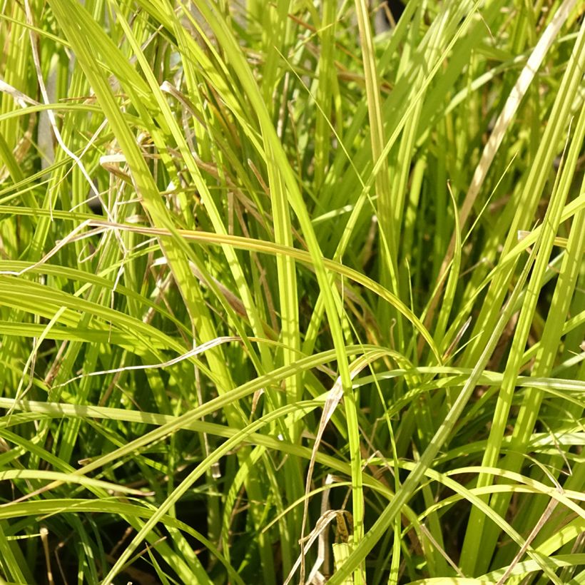 Carex lenta Osaka (Laub)