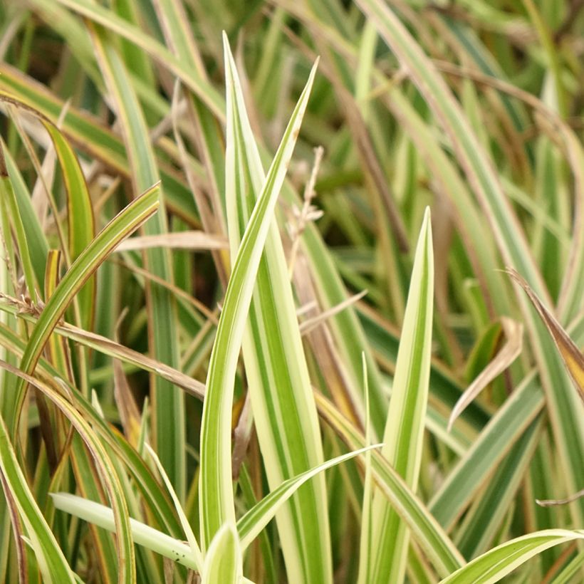 Carex morrowii Goldband - Japan-Segge (Laub)