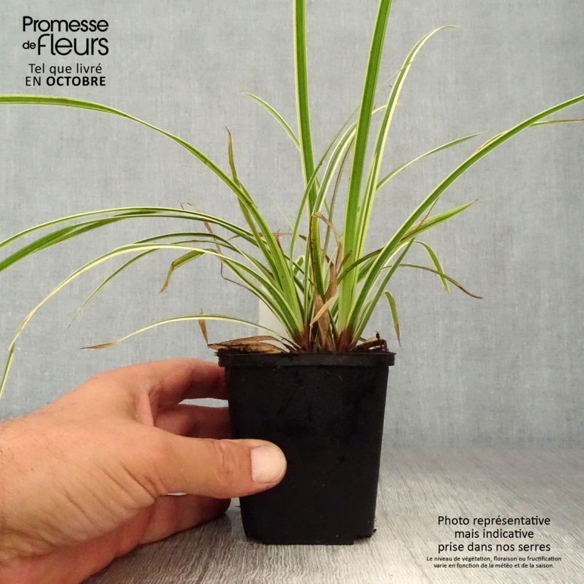 Exemplar von Carex morrowii Goldband - Laîche du Japon - Godet de 8/9 cm wie im Herbst geliefert