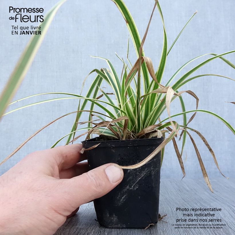 Exemplar von Carex morrowii Goldband - Laîche du Japon - Godet de 8/9 cm wie im Winter geliefert