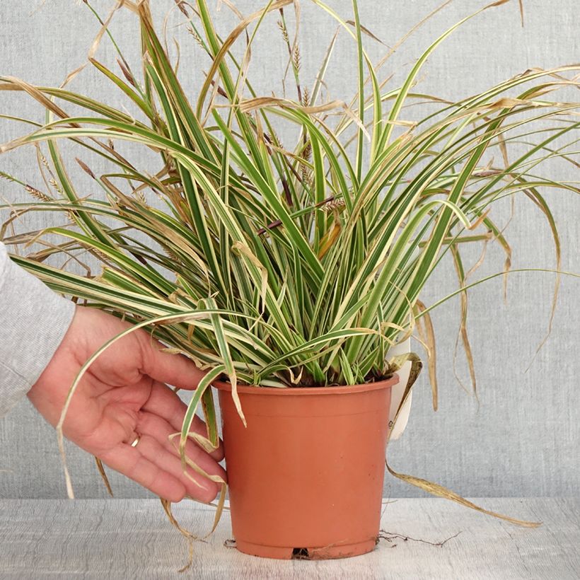 Exemplar von Carex morrowii Goldband - Japan-Segge Topf mit 1L/1,5L wie im Frühjahr geliefert