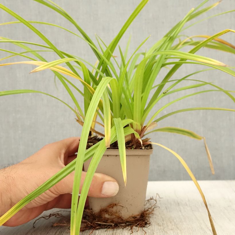 Exemplar von Carex morrowii Irish Green - Laîche du Japon en godet de 9 cm wie im Herbst geliefert