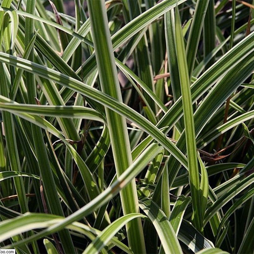 Carex morrowii Variegata - Japan-Segge (Laub)