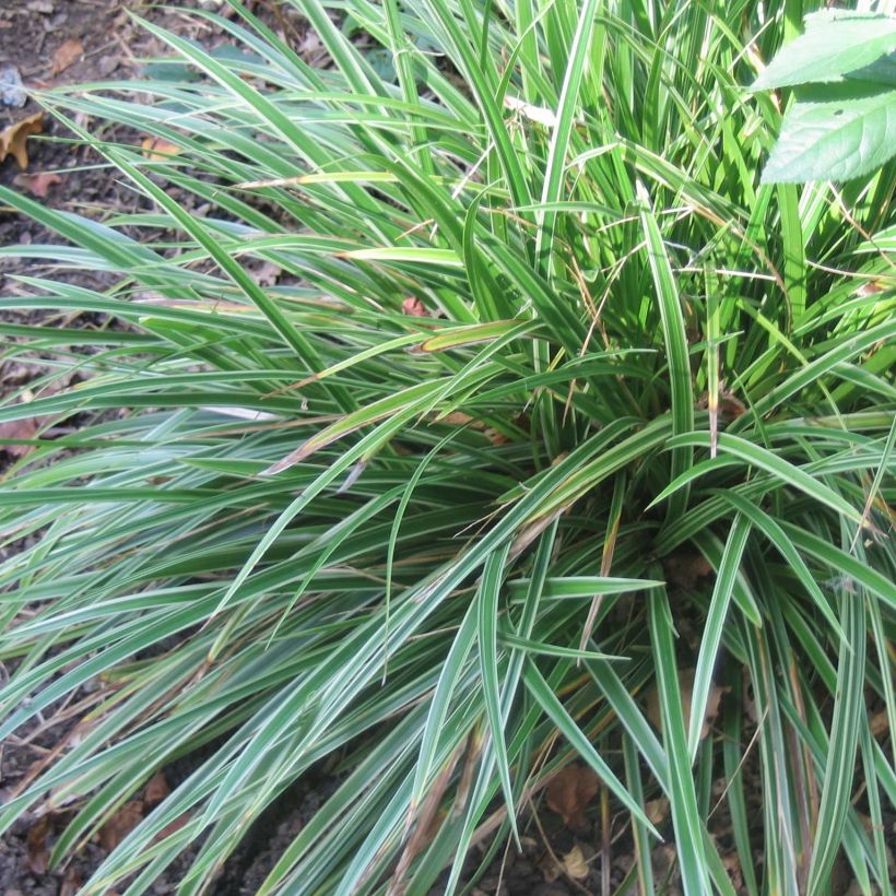 Carex morrowii Variegata - Japan-Segge (Hafen)