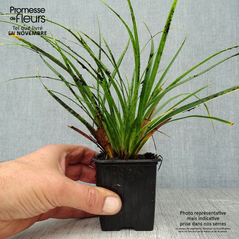 Exemplar von Carex morrowii Variegata - Japan-Segge wie im Herbst geliefert