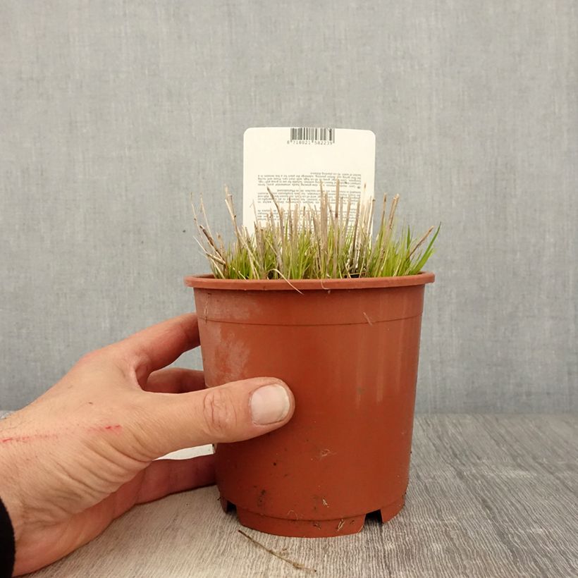 Exemplar von Carex muskingumensis Little Midge - Laîche d'Amérique en pot de 1L/1.5L wie im Frühjahr geliefert