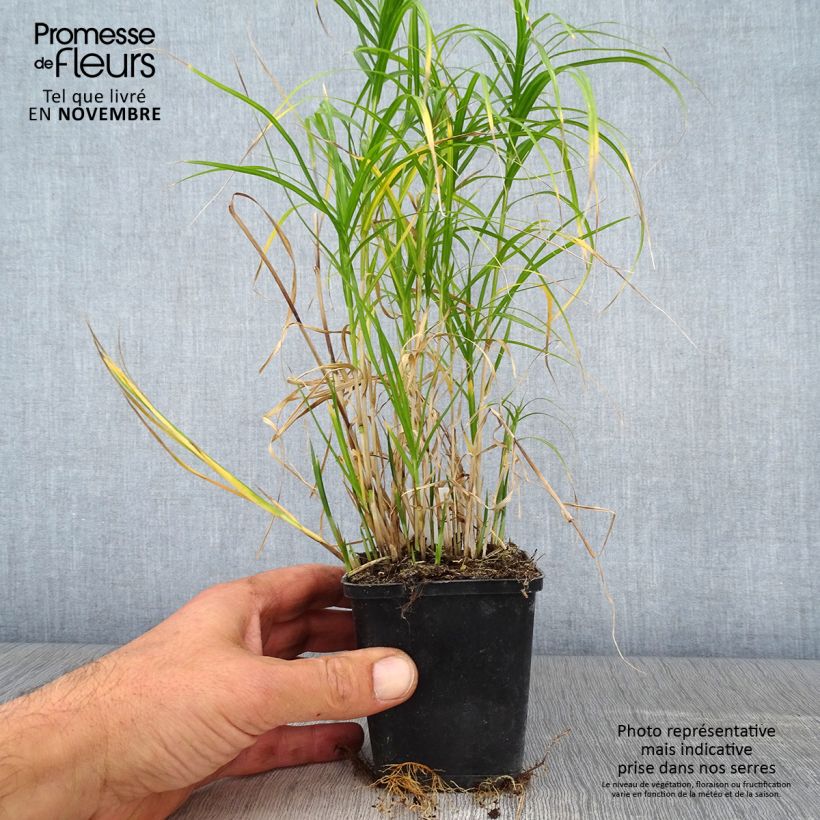 Exemplar von Carex muskingumensis Silberstreif - Laîche d'Amérique Godet de 9cm wie im Herbst geliefert