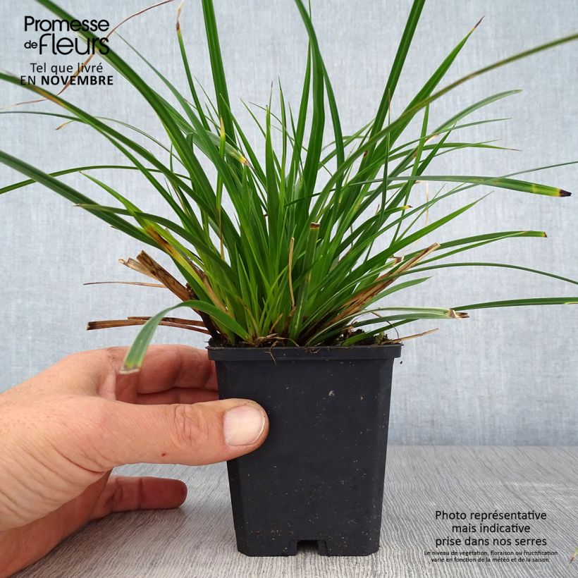 Exemplar von Carex muskingumensis variegata - Palmwedel-Segge wie im Herbst geliefert