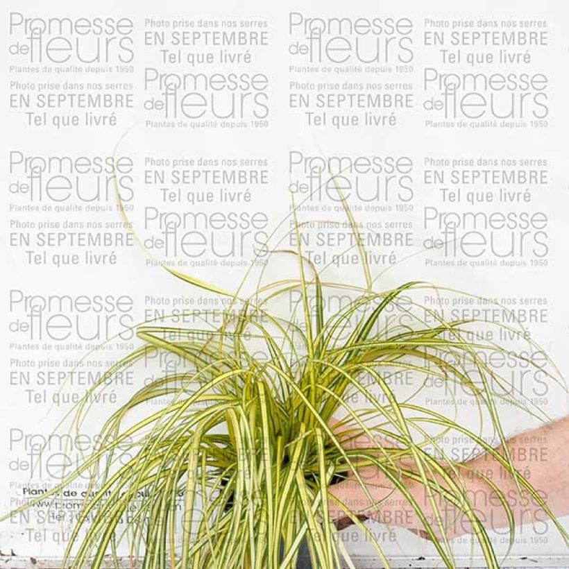 Beispiel eines Exemplars von Carex oshimensis Evergold en godet de 9 cm wie geliefert