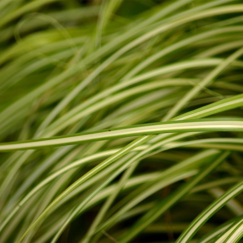 Carex oshimensis Evergold - Oshima-Segge (Laub)