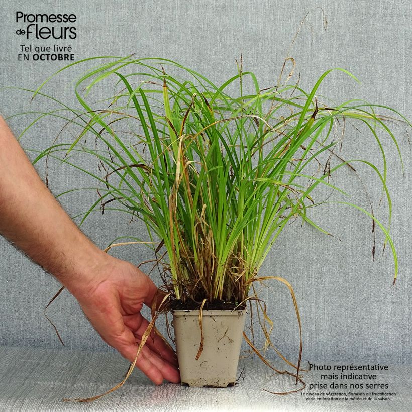 Exemplar von Carex oshimensis Everlime - Laîche d'Oshima  Godet de 9cm wie im Herbst geliefert