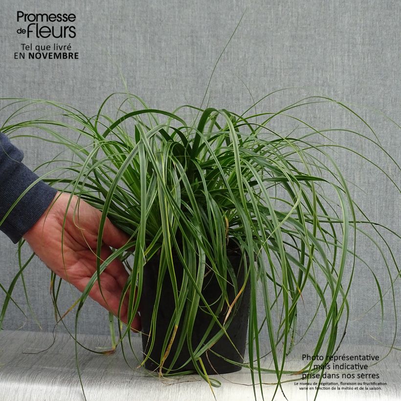 Exemplar von Carex oshimensis Everlime - Laîche d'Oshima Pot de 2L/3L wie im Herbst geliefert