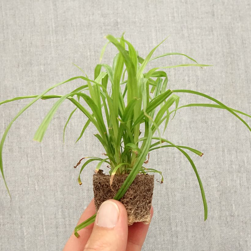 Exemplar von Carex pendula Fresh Look - Laîche pendante Mini-motte 2,5 cm wie im Herbst geliefert