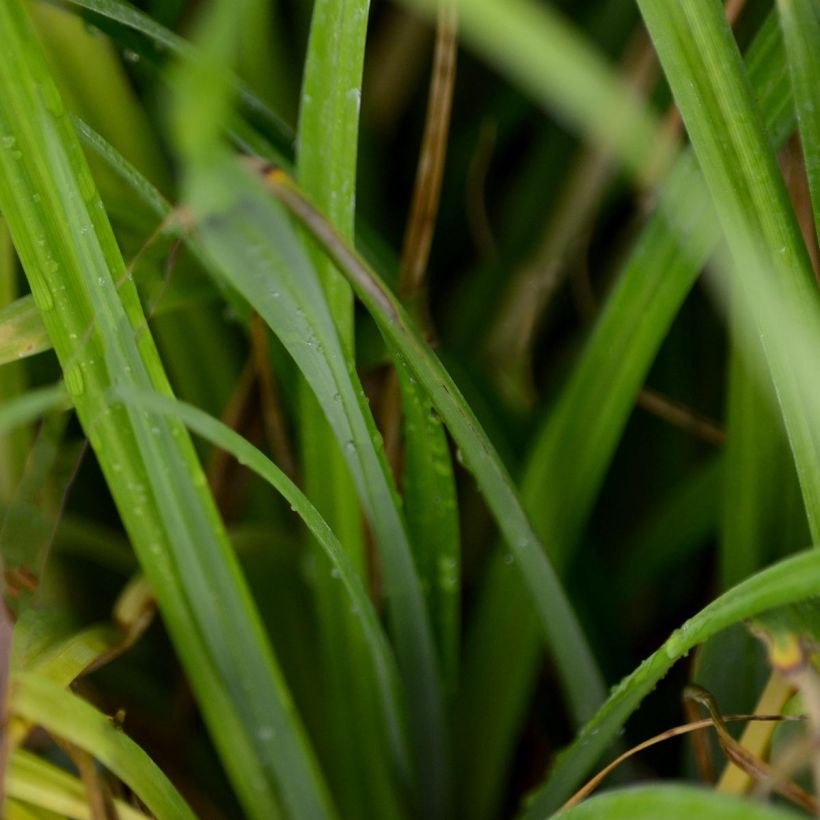 Carex pendula - Hänge-Segge (Laub)