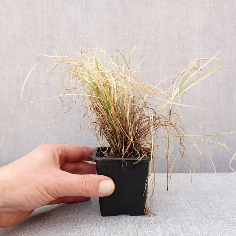 Exemplar von Carex remota - Entferntährige Segge Kleine Töpfe von 8/9 cm wie im Winter geliefert