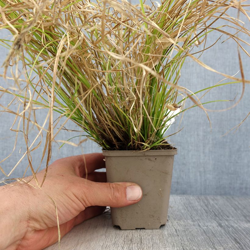 Exemplar von Carex remota - Laîche espacée Godet de 8/9 cm wie im Frühjahr geliefert