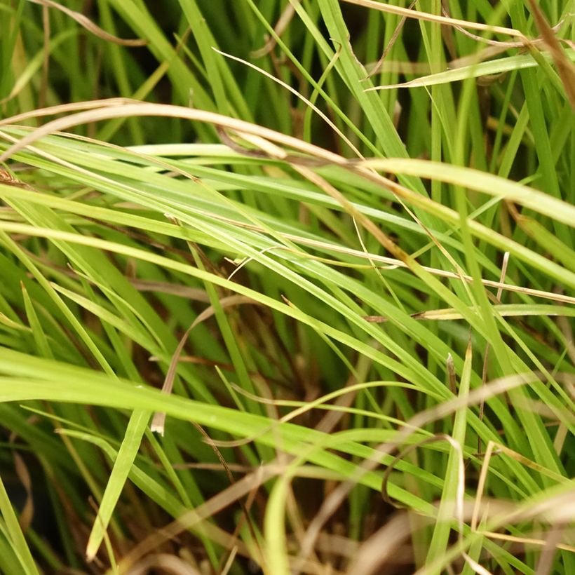 Carex remota - Entferntährige Segge (Laub)