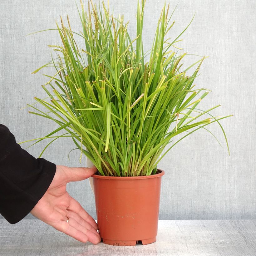 Exemplar von Carex sylvatica - Wald-Segge Topf mit 1L/1,5L wie im Frühjahr geliefert