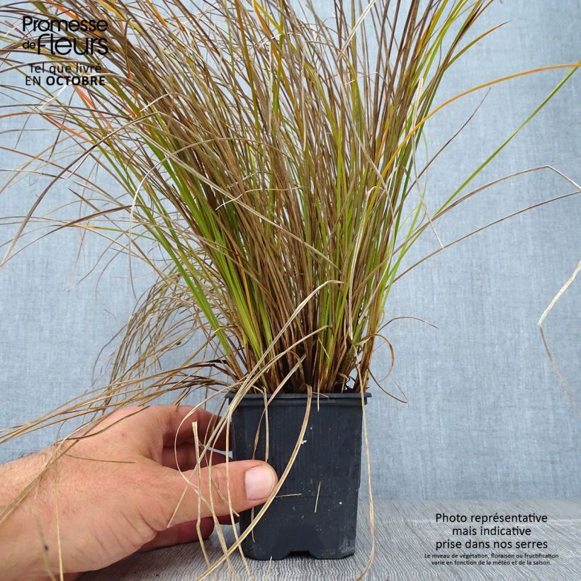 Exemplar von Carex testacea Lime Shine - Laîche en godet de 8 cm wie im Herbst geliefert