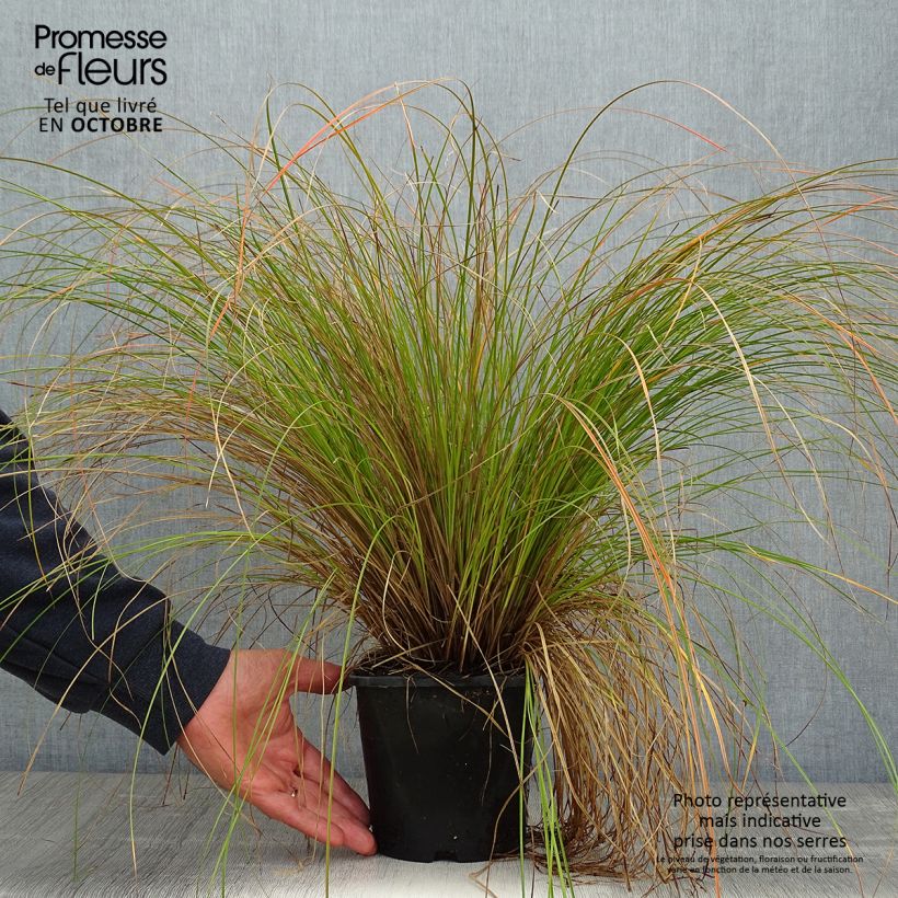 Exemplar von Carex testacea Prairie Fire - Orange Segge wie im Herbst geliefert