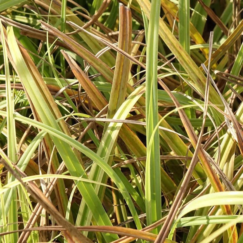 Carex trifida Rekohu Sunrise (Laub)