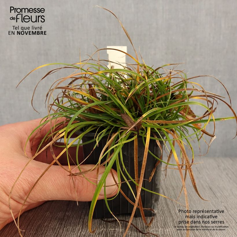 Exemplar von Carex umbrosa - Laîche des ombrages Godet de 8/9 cm wie im Herbst geliefert