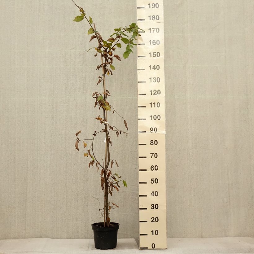 Exemplar von Carpinus betulus 150/175cm en pot de 4L/5L- Charme commun  wie im Herbst geliefert