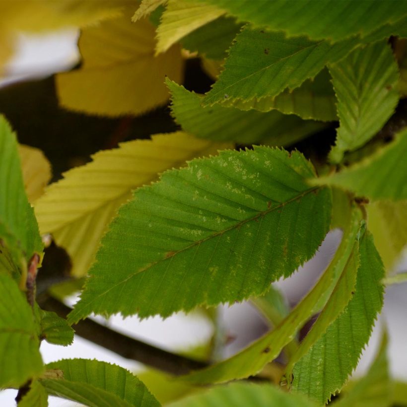 Hainbuche Fastigiata - Carpinus betulus (Laub)