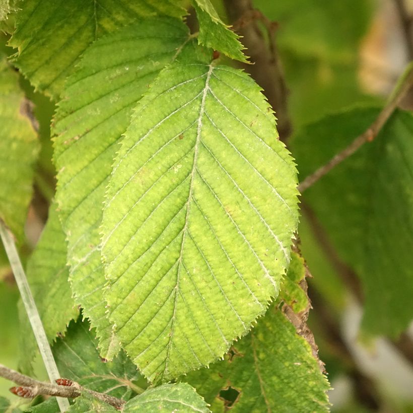 Hainbuche Fastigiata Monument - Carpinus betulus (Laub)