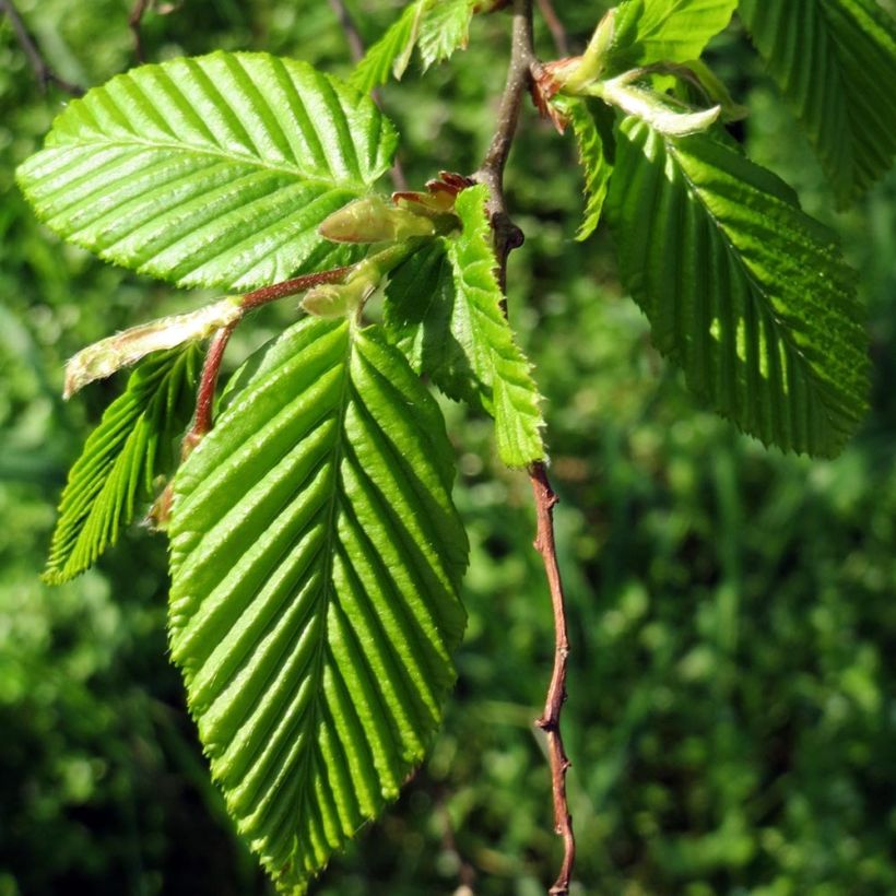 Hainbuche Frans Fontaine - Carpinus betulus (Hafen)