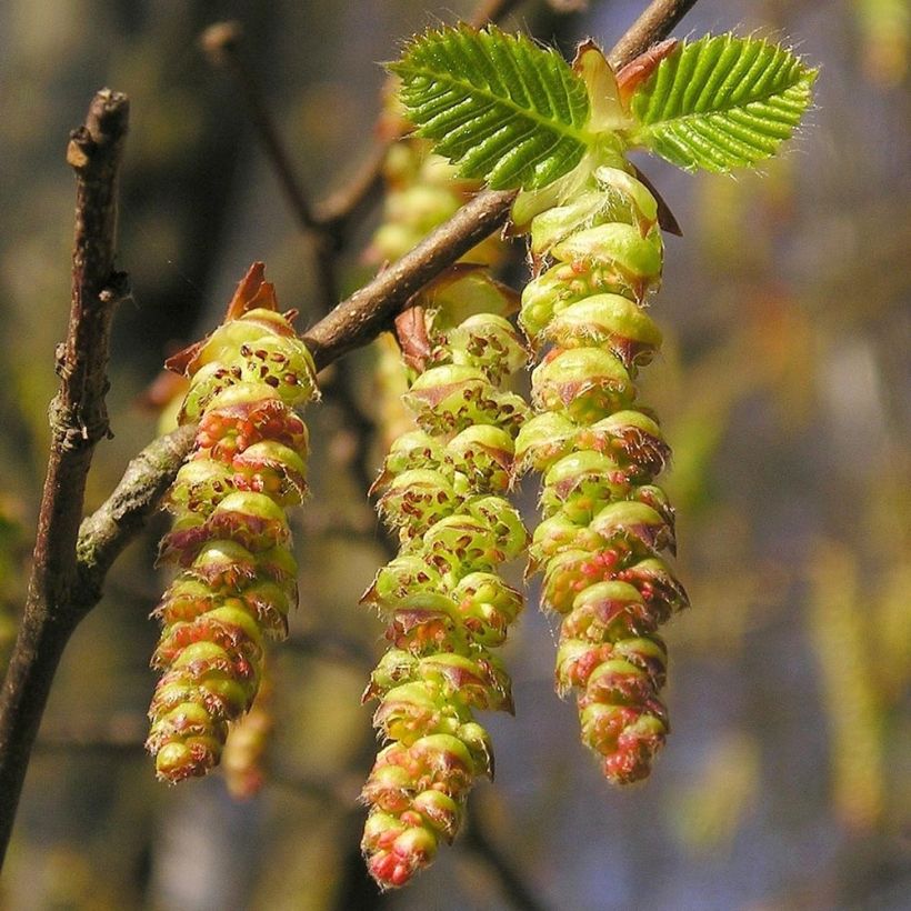 Hainbuche Frans Fontaine - Carpinus betulus (Blüte)