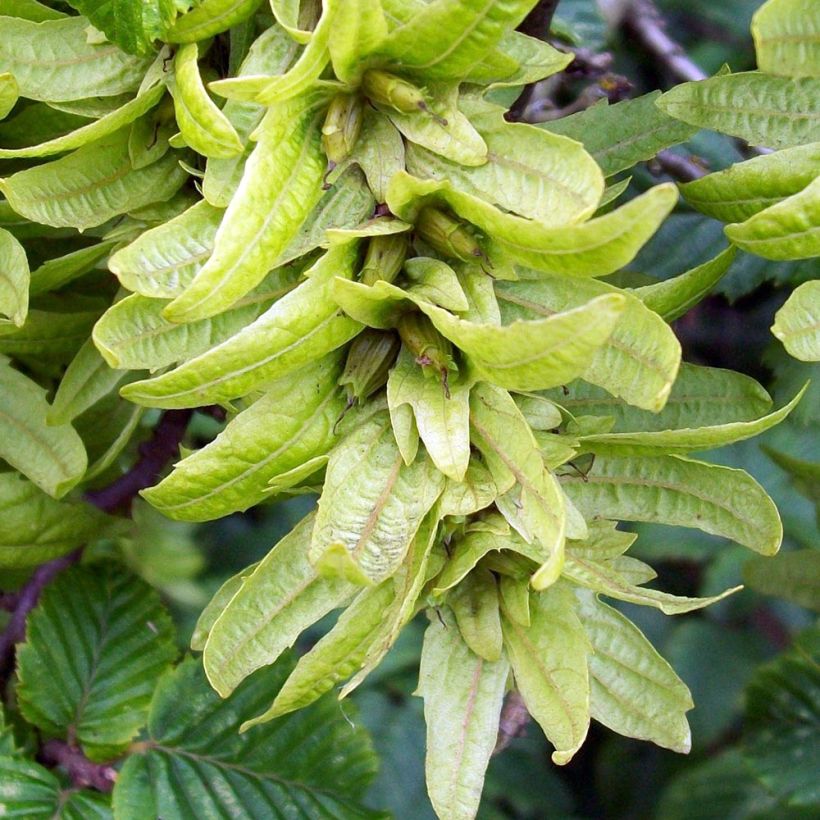 Hainbuche Frans Fontaine - Carpinus betulus (Ernte)