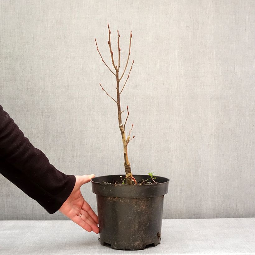 Exemplar von Hainbuche Globus - Carpinus betulus Topf mit 4L/5LGelieferte Höhe ca. 40/60cm wie im Winter geliefert